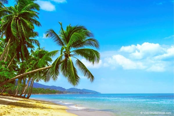Urlaubsfoto: Palmen, Strand und Meer